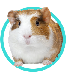 cavia_circle